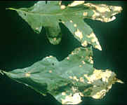 Oak Disease