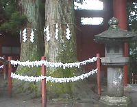 shimenawa holy rope around a tree delineating a holy space for a respected creature, see the activities at Akita grove for Mid-winter when they re-enacted the sealing of a cave to keep the sun-goddess from returning into it.
