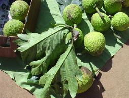 The tropical breadfruit 