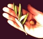 Hazel Leaves & Nuts 
