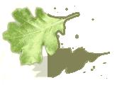 Oak leaves afflicted with sudden death