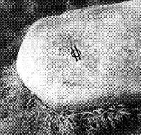 the altarstone on the Hill of Three Oaks with the sigil darkened for easier viewing