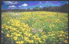 Poppies in the fields of Saint Olaf... Poppies!!