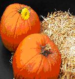 Pumpkins