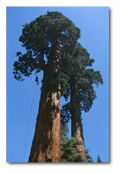 Climbing the redwoods