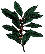 the laurel