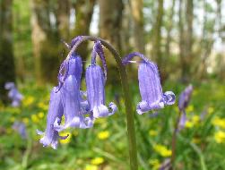 Blue Bells in Scotland