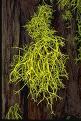 wolf lichen