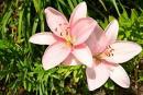 in a wild flower