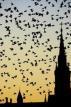  Birds flying over head