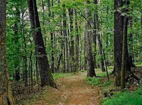 Upland riverine forest in the early spring at Carleton's arboretum in early evening