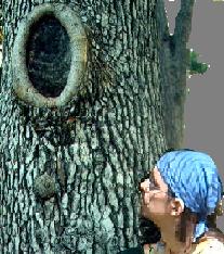   Sean by the hollow in the tree 