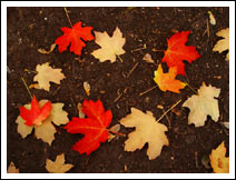 Maples leaves on the ground