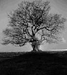  An oak in the field  