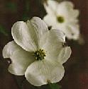 The dogwood flower