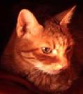 Felidae, the cat family