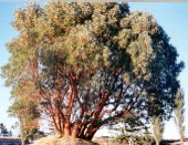 Madrone Tree