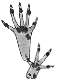 Squirrel feet