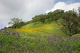 Mendocino Spring in CA by Keller.