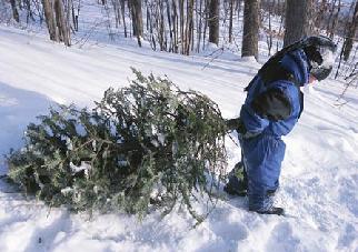 Kids returning from the tree hunt