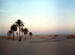 palm trees