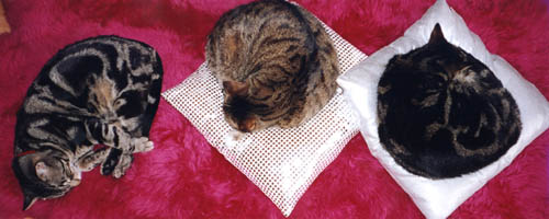 Thom (left) Hobbes and Daphne. Not pictured: Barney, who was probably off terrorising something... or someone