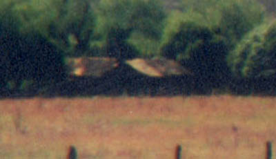 Who needs a zoom lens? I've got Photoshop!