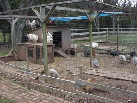 Guineas and chickens in Wayne's pen