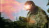Gamfire.jpg (22373 bytes)