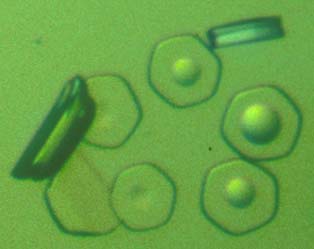 [TolA III knobs and holes form]