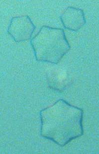 [TolA III starfish form]