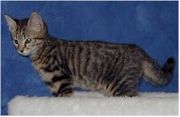 Brooke Is a rescued cat from Safe Haven For Cats... click here to go visit them 