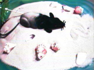 Our Rat Center Piece