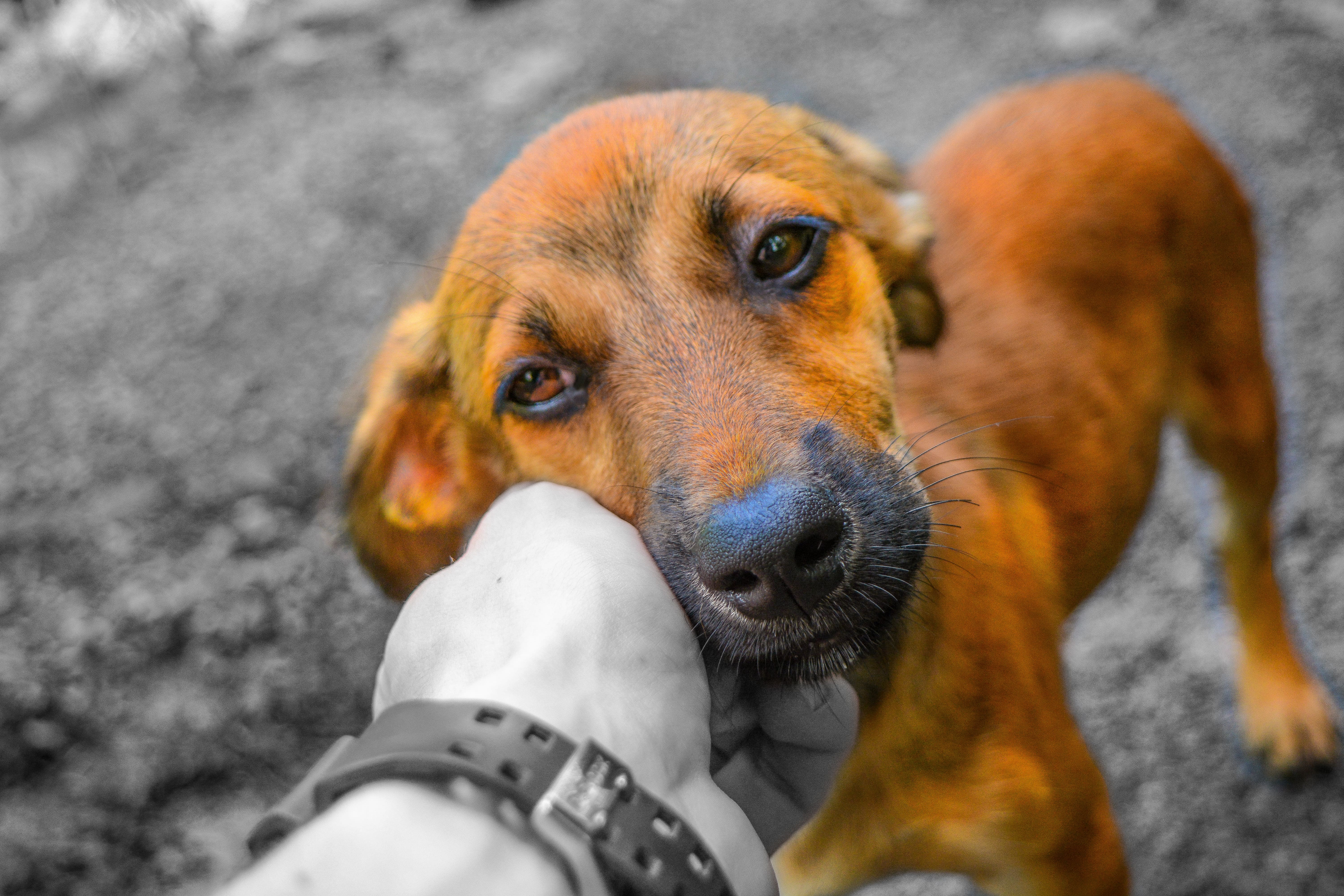 pup
