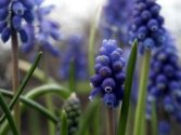 blauwe druif