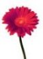 bloemen