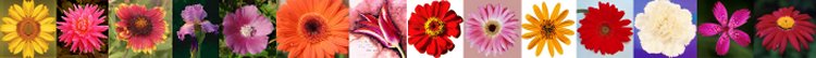bloemen