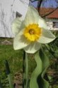 narcis