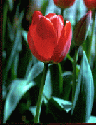 tulp