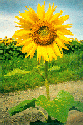 zonnebloem