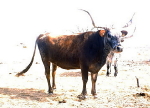Clarabelle