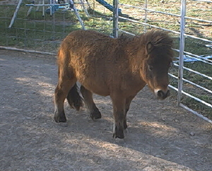 hairy little sensation