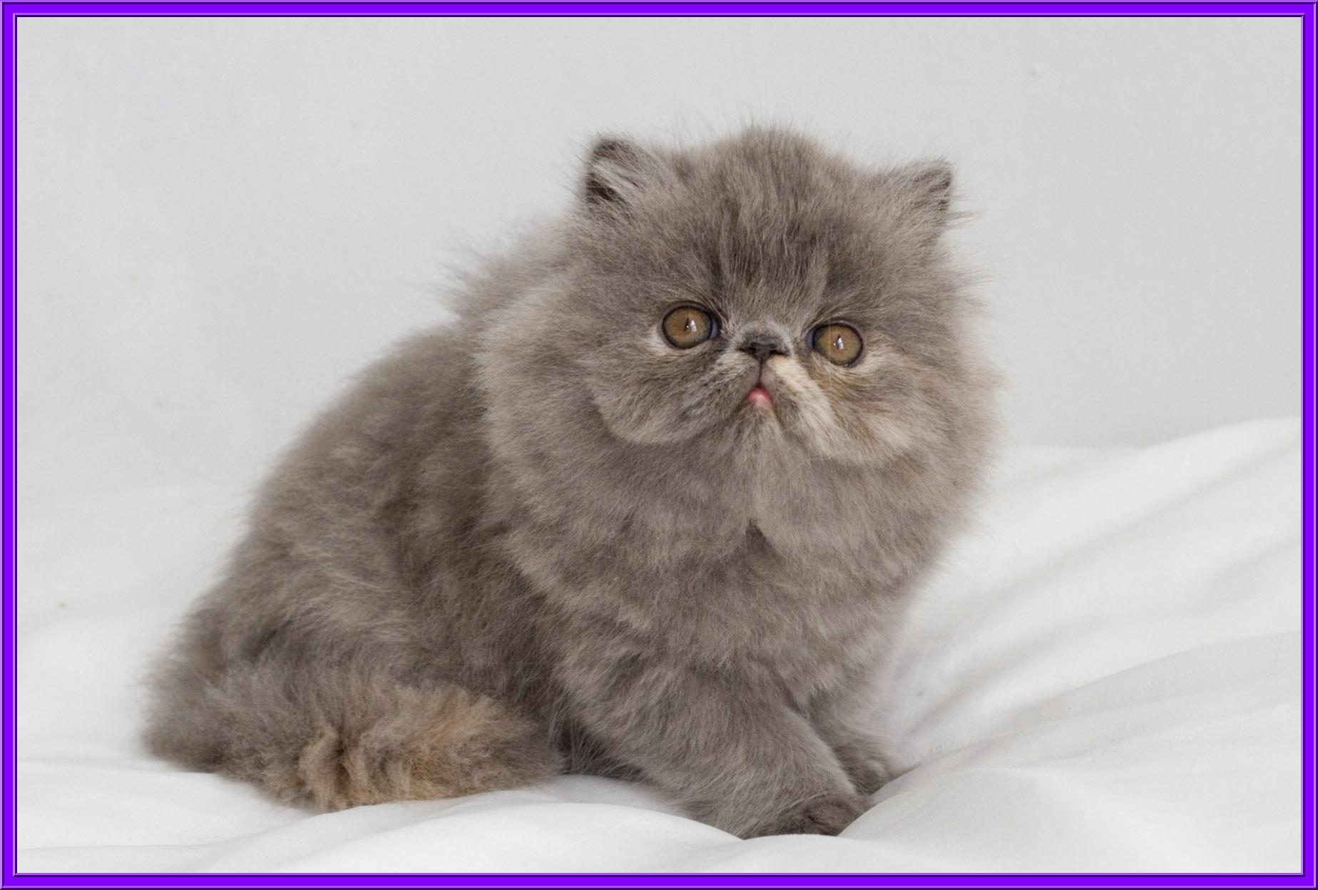 Milbury Exotic Shorthair Cattery Exotic Kittens For Sale Exotic