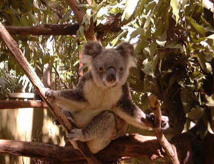 (koala)