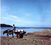 Carabao-by-the-bay - San Andres, Romblon, Philippines