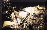 Bones-21-1062.JPG (63221 bytes)