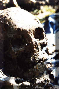 Skull-26-1062-1.JPG (43854 bytes)