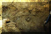 Bones