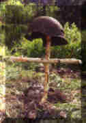Go to Valley of Death Page