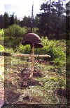 A grave in the forest